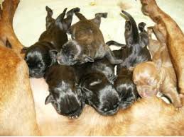 Check spelling or type a new query. American Pit Bull Terrier Puppies In New York