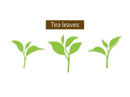 free vectors tea leaf silhouette