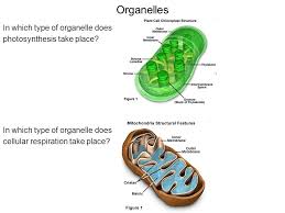 In which cell organelle does respiration occur? Photosynthesis Cellular Respiration Section 9 1 Energy In Living Systems 1 Photosynthesis The Process By Which Plants Algae And Some Bacteria Use Ppt Download