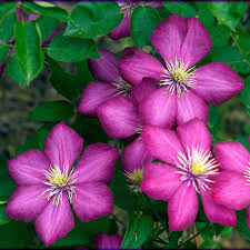 Maybe you would like to learn more about one of these? Ville De Lyon Clematis 2 5 Pot Hirt S Gardens