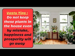 Do Not Keep These Plants In The House