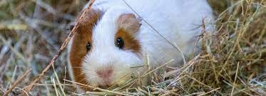 top tips for more hay pet better with