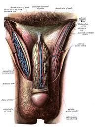What are the external parts? Fundiform Ligament Wikipedia
