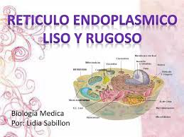 reticulo endoplasmico liso y rugoso