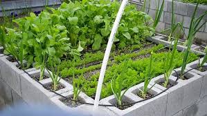 Grow Vegetables In Concrete
