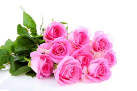 pink roses images