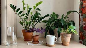 Indoor Plants Toxic To Dogs What You