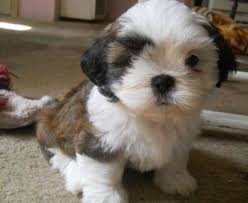 Well the common process of adopting a pet for free from these best pet adoption sites is just visit to any of the top pet for adoption sites discussed above. Adorable Shih Tzu Puppies For Adoption Free Indianapolis Animal Pet