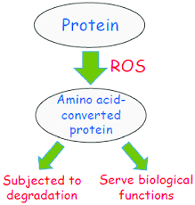 Scheme Depicting The Fate Of Amino Acid Converted Proteins