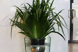 9 Surprising Facts About Indoor Plants