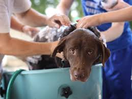 treatments for your dog s dry skin