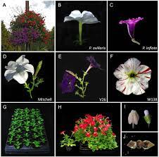 petunia species varieties and growth