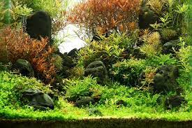 15 low tech carpet plants for aquariums
