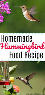 homemade hummingbird food recipe a