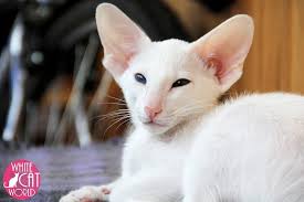Find out the pros and cons of these white cat weight: Sleek White Cat With Lovely Ears White Cat World