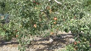 How To Prune Fruit Trees For Maximum
