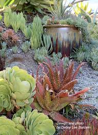 Showcase Succulents In Large Pots