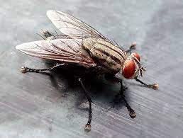 Are House Flies Breeding Inside Your