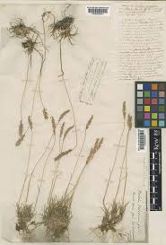 Koeleria cenisia Reut. ex E.Rev. | Plants of the World Online | Kew ...