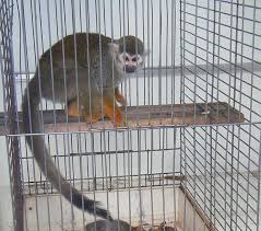 Maybe you would like to learn more about one of these? Cruel Truth About Pet Monkeys