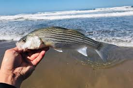 When Is The Best Time Weather And Tide To Catch Striped