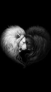 hd black and white lion wallpapers peakpx