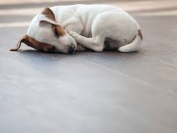 the best flooring for dogs of 2023