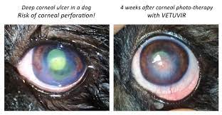 septic corneal ulcers in dogs