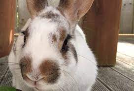 one of rabbit s eye is bulging binkybunny