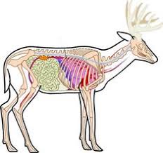 12 Best Deer Anatomy Images Deer Anatomy Animal Anatomy