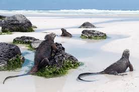 Galapagos islands spectacular, isolated and home to the famed galapagos giant tortoise, ecuador's galapagos islands really do feel like another world. Erlebt Die Galapagosinseln In Ecuador Urlaubsguru