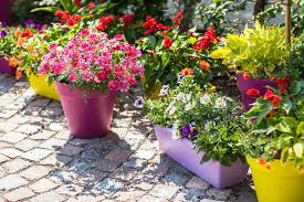 Container Gardening Tips For First