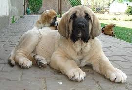 Puppy translated between english and spanish including synonyms, definitions, and related words. Spansh Mastiff Dog Names Mastiffs Outdoor Dog