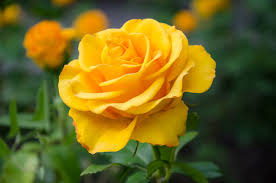 yellow rose garden images browse 488