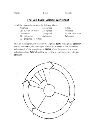 The cell cycle coloring worksheet answer key together with development atomic theory worksheet graphing worksheets o. Cell Cycle Coloring