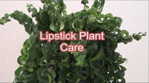 lipstick plant care tips how to care