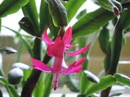 How to rebloom christmas cactus (schlumbergera) shirley bovshow. How Can I Make My Christmas Cactus Grow Faster Clean Air Gardening