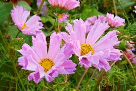 Pink Flowers For Your Garden