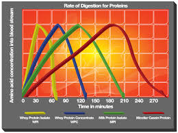 Protein Absorption Rate Chart