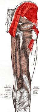 The biceps femoris and synergistic semitendinosus and the semimembranosus muscles are. Gluteal Muscles Wikipedia