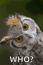 Owl Who GIFs | Tenor