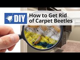 how to get rid of carpet beetles