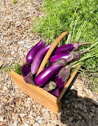 how to grow chinese eggplant the woks