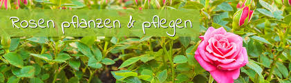 Pflanzen sie rosen keinesfalls während der vegetationsperiode um beetrose 'silberzauber' (links) und edelrose 'gloria dei' (rechts): Rosen Pflanzanleitung Pflege Tipps