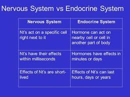 The Endocrine System Human Physiology Ppt Video Online