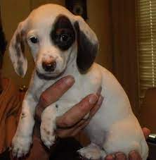 Louie's dachshund puppies for sale in nc: Akc Miniature Dachshund Puppies Ready Now For Sale In Lakeland Florida Classified Americanlisted Com