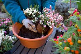 Containers Winter Selection Rhs