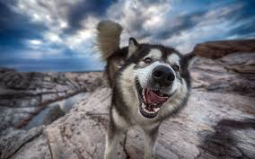funny husky wallpapers wallpaper cave