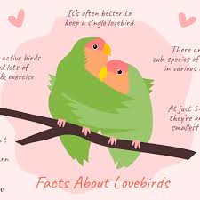 Pet shops near me that sell lovebirds. Facts About Lovebirds