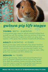 guinea pig lifespan and life ses